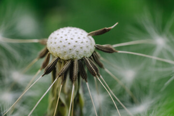 A delicate dandelion seed head, partially blown, with fluffy white parachutes ready to disperse, set against a soft green background.
