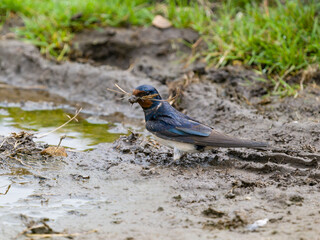 Swallow, Hirundo rustica