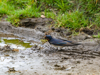 Swallow, Hirundo rustica