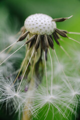 A close-up of a dandelion head, partially dispersed, with some seeds still attached and others floating in the foreground, against a soft green background.