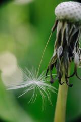 A close-up of a dandelion head, partially dispersed, with some seeds still attached and others floating in the foreground, against a soft green background.
