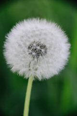 A fluffy white dandelion clock, perfectly formed and ready to disperse its seeds, stands against a soft, blurred green background.