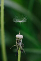A solitary dandelion seed, detached from its head, gracefully hangs suspended by a delicate filament against a soft, blurred green background. 