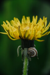 Bright yellow dandelion with a small snail on its stem against a blurred green background. Macro close-up of nature.