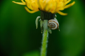 Bright yellow dandelion with a small snail on its stem against a blurred green background. Macro close-up of nature.