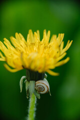 Bright yellow dandelion with a small snail on its stem against a blurred green background. Macro close-up of nature.
