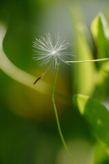 A solitary dandelion seed, detached from its head, gracefully hangs suspended by a delicate filament against a soft, blurred green background. 