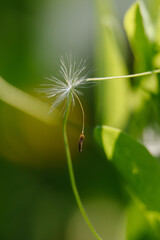 A beautiful dandelion in a field with a gentle breeze scattering its seeds. A symbol of summer, wishes, and freedom.