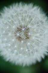 A captivating close-up of a dandelion seed head, highlighting the intricate structure of its seeds and their ethereal parachutes. Perfect for themes of natural design, wishes, and delicate beauty.