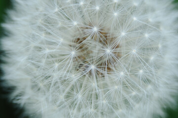 A captivating close-up of a dandelion seed head, highlighting the intricate structure of its seeds and their ethereal parachutes. Perfect for themes of natural design, wishes, and delicate beauty.