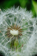 A mesmerizing macro shot of a dandelion seed head, showcasing the intricate structure of its seeds and their delicate, radiating pappus. Symbolizes wishes, new beginnings, and nature's fragile beauty.