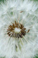 A mesmerizing macro shot of a dandelion seed head, showcasing the intricate structure of its seeds and their delicate, radiating pappus. Symbolizes wishes, new beginnings, and nature's fragile beauty.