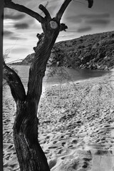 a beach surrounded by nature