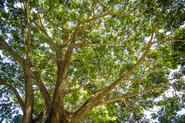tree in the forest