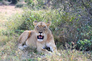 Lioness resting in the grassland, looking directly at the camera in natural African savanna habitat