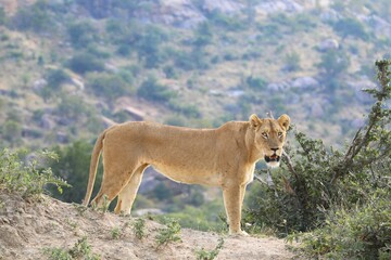 Alert lioness standing on a rocky hill with scenic savanna landscape in the background, wild African