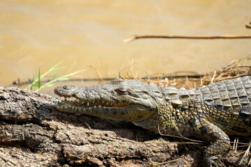 Nile crocodile basking on riverbank log in golden light