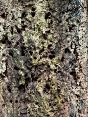 small hollow jackfruit wood.