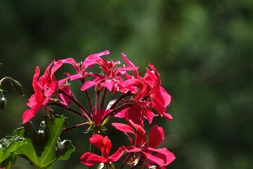 Delikatne płatki różowych pelargonii na balkonie w słoneczny dzień. 