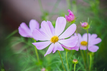 pink cosmos flower