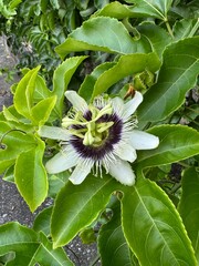 Close-up of a blooming passion flower