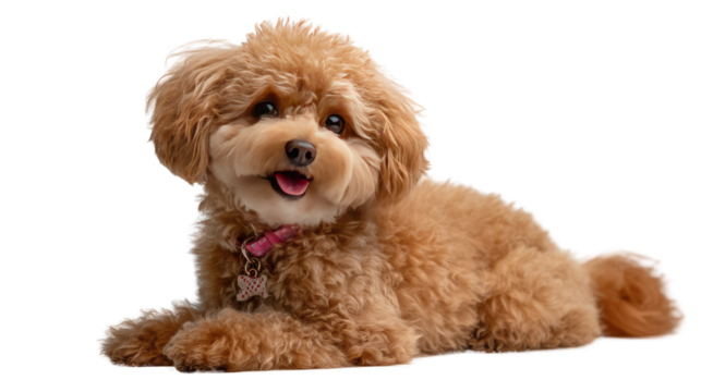 Fluffy Pup's Playful Gaze: This adorable, golden-hued poodle with a cheerful expression and captivating eyes, embodies the epitome of canine charm.