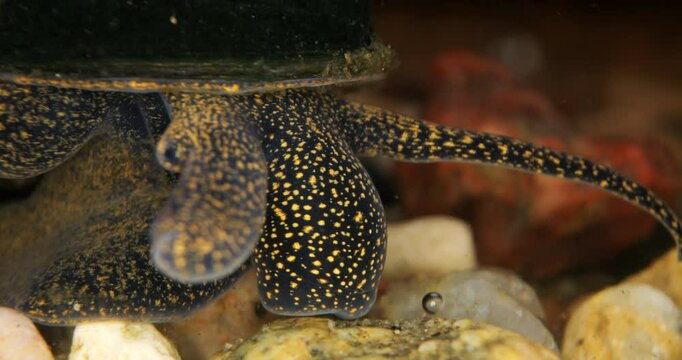 A snail with spots crawls on the bottom of a pond on rocks in close-up