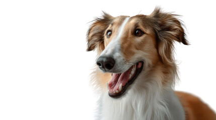 Fototapeta premium Smiling Collie: A close-up of a long-haired collie's joyful face as the friendly pet smiles contentedly.