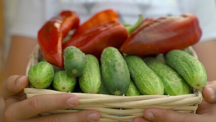 Fresh peppers cucumbers from a vegetable garden, healthy food for a healthy diet, assorted vegetables, a farmer at the harvest, fresh production of delicious beautiful peppers cucumbers, concept.