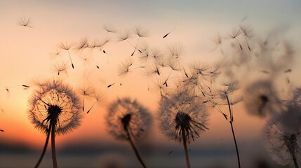 Dandelions silhouetted against a warm sunset sky with seeds blowing in the wind