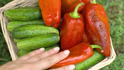 agriculture, healthy vegetarian food with vitamins, vegetables rich in fiber for weight loss, farm...