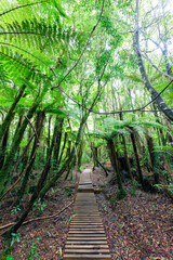 Lush green tropical rainforest with wooden path leading to Mangorie track at New Zealand