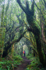 Asian woman trekking in lush green tropical rainforest at Egmont national park, New Zealand