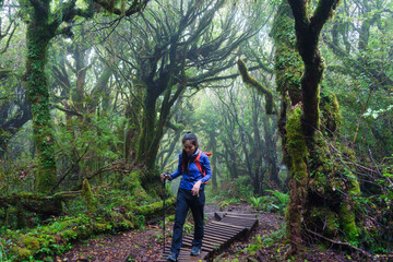 Asian woman trekking in lush green tropical rainforest at Egmont national park, New Zealand