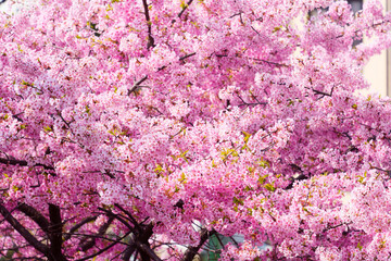 Full bloom pink cherry blossom petal blooming during spring