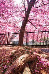 Pink color cherry blossom or sakura blooming with fallen petal under sunlight in springtime