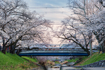 Cherry blossom or sakura tree blooming along canal with the bridge during springtime