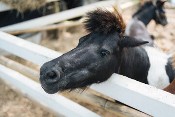 Closeup pony sticking head over white fence in farm