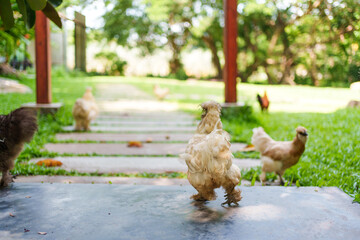 Fluffy Silky chicken walking freely on green lawn in farmland