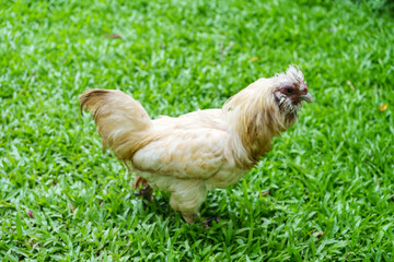 Fluffy Silky chicken walking freely on green lawn in farmland