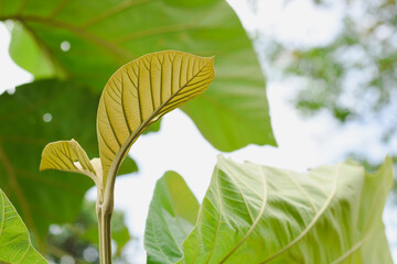 Close-up of a young tree top.