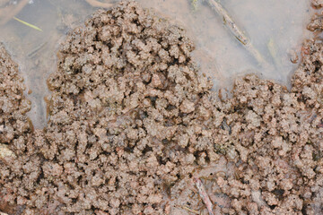 Close-up view of animal tracks on the ground