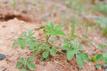 Close-up view of a growing watermelon.