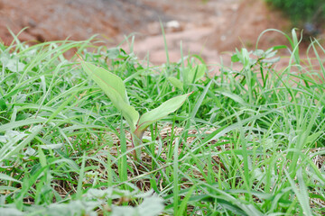 Close-up view of a growing banana tree.