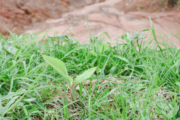 Close-up view of a growing banana tree.