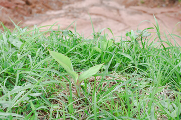 Close-up view of a growing banana tree.