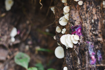 Close-up view of mushrooms growing in the forest