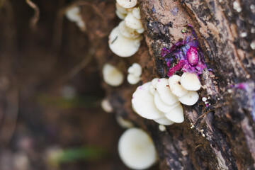 Close-up view of mushrooms growing in the forest