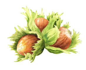 Hazelnut  kernels and leaves. Hand drawn watercolor illustration isolated on white background
