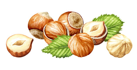 Hazelnut  kernels and leaves. Hand drawn watercolor illustration isolated on white background